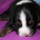 Akiba und Sunnys  Nachwuchs